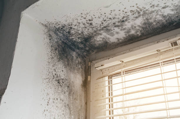 Affordable Crawl Space Mold Removal solutions in White Hall, IL